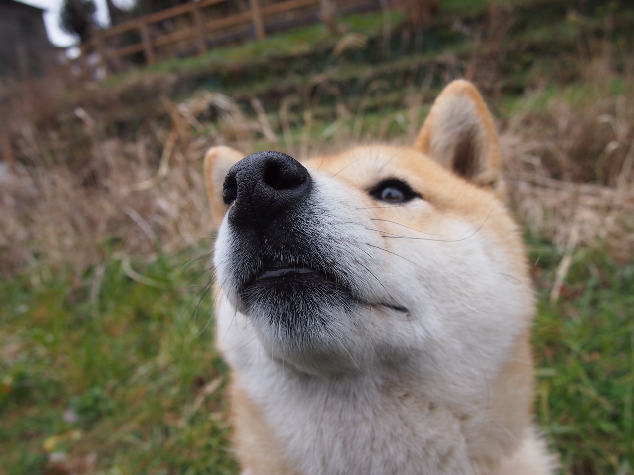 从英格拉姆的爆发到76人模式，压力如何塑造竞技场上的收割者