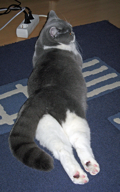 秘鲁节奏掌控马赛,巴斯托尼如何成为国际米兰的关键先生